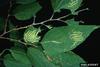 Tawny Emperor (Asterocampa clyton) caterpillars