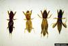 Mole Crickets (Gryllotalpidae)