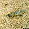 Mole Crickets (Gryllotalpidae)