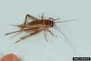 House Cricket (Acheta domesticus)