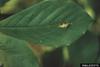 Camel Cricket (Ceuthophilus sp.)