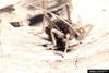 Camel Cricket (Ceuthophilus sp.)