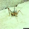 Camel Cricket (Ceuthophilus sp.)