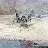 Camel Cricket (Ceuthophilus sp.)