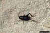 Field Cricket (Gryllus pennsylvanicus)