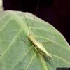 Snowy Tree Cricket (Oecanthus fultoni)