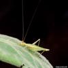 Snowy Tree Cricket (Oecanthus fultoni)