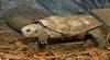 African Pancake Tortoise (Malacochersus tornieri)1564