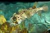 Balloonfish (Diodon holocanthus)1555