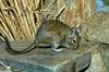 Degu (Octodon degus)1561