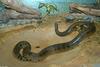 Green Anaconda (Eunectes murinus)1559