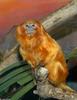 Golden lion tamarin (Leontopithecus rosalia)