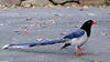 Red-billed Blue Magpie (Urocissa erythrorhyncha)1567