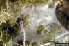 Gorse Spider Mite (Tetranychus lintearius) web