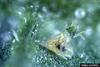 Two-spotted Spider Mite (Tetranychus urticae)