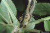 Two-spotted Spider Mite (Tetranychus urticae)