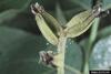 Two-spotted Spider Mite (Tetranychus urticae)