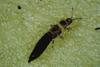 Tobacco Thrips (Frankliniella fusca)