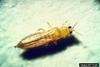 Western Flower Thrips (Frankliniella occidentalis)