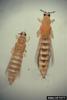 Onion Thrips (Thrips tabaci)