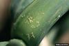 Onion Thrips (Thrips tabaci)