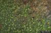 Greenhouse Thrips (Heliothrips haemorrhoidalis)