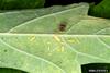 Thrips (Thripidae)