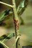 Meristem-sucking Thrip (Pseudophilothrips ichini)