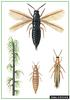 Pine Thrips (Taeniothrips pini)