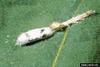 Endoparasitic Wasp (Campoletis sonorensis) cocoon