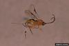 Ichneumonid Wasp (Itoplectis conquisitor)