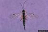 Ichneumonid Wasp (Itoplectis conquisitor)