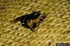 Ichneumonid Wasp (Itoplectis conquisitor)