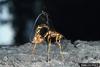 Ichneumonid Wasp (Megarhyssa macrurus)