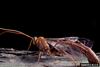 Ichneumonid Wasp (Ichneumonidae)