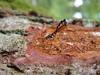 Giant Ichneumon Wasp (Rhyssa persuasoria)