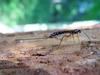 Giant Ichneumon Wasp (Rhyssa persuasoria)