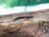 Giant Ichneumon Wasp (Rhyssa persuasoria)