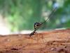 Giant Ichneumon Wasp (Rhyssa persuasoria)