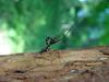 Giant Ichneumon Wasp (Rhyssa persuasoria)