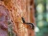 Giant Ichneumon Wasp (Rhyssa persuasoria)