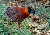 Male Temminck's Tragopan (Tragopan temminckii)