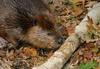 American Beaver (Castor canadensis)