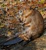 American Beaver (Castor canadensis)