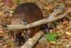 American Beaver (Castor canadensis)