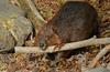 American Beaver (Castor canadensis)