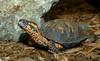 Eastern Box Turtle (Terrapene carolina)