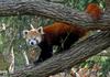 Red Panda (Ailurus fulgens)