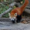 Red Panda (Ailurus fulgens)