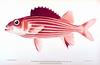 Hawaiian Squirrelfish (Sargocentron xantherythrum)